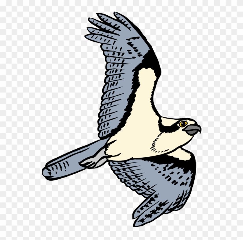 Free Osprey Clipart - Osprey Clipart #54899