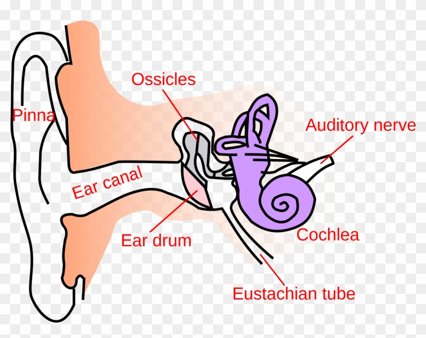 Ear Canal Diagram Clipart - Ear Diagram Eustachian Tube #55020