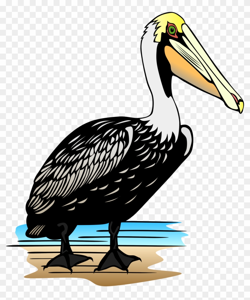 Pelican Clipart - Color Is A Pelican #57310