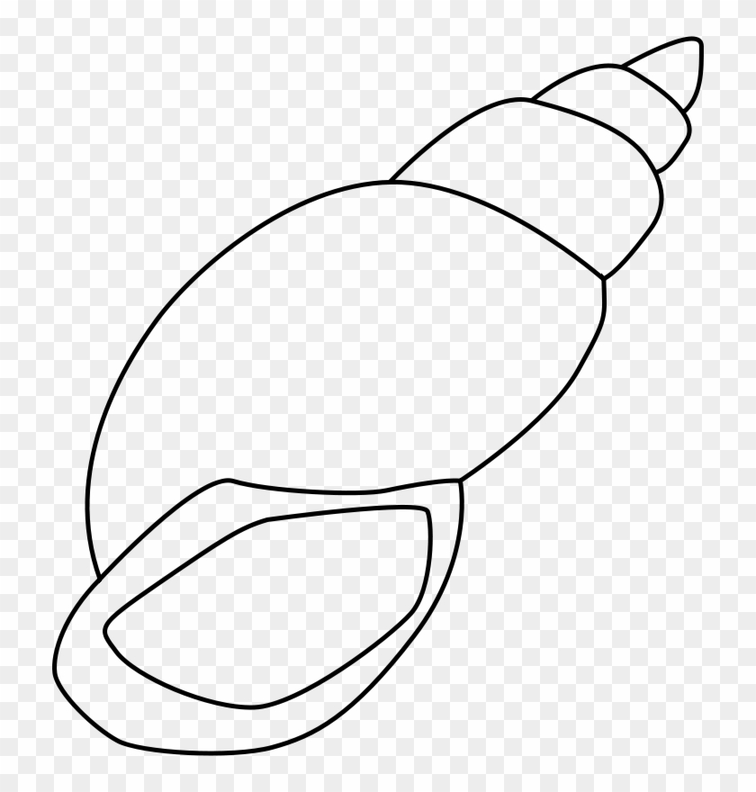 Sea Star Clipart - Outline Of A Shell #58248