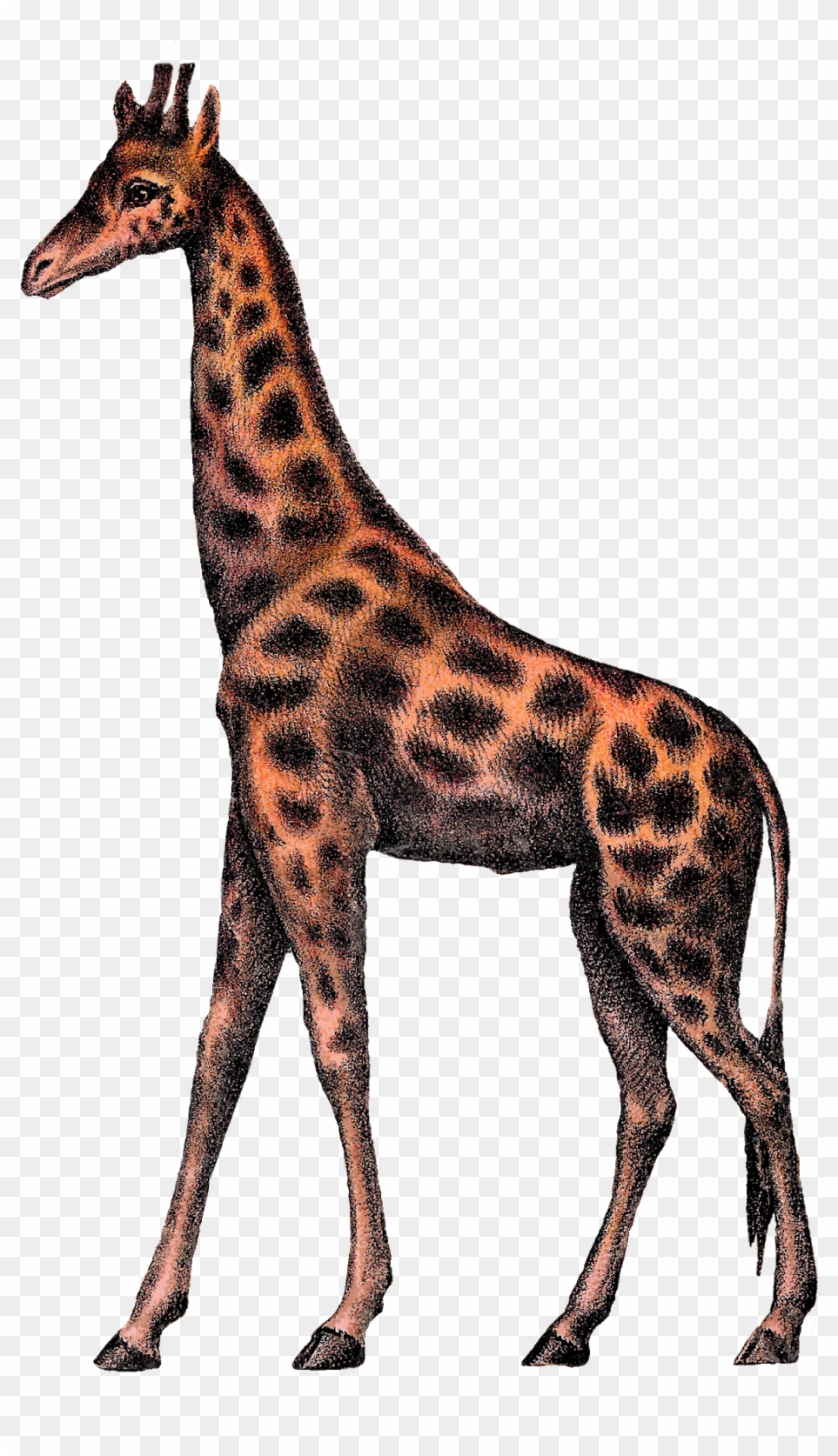 Digital Giraffe Clipart Image Vintage Animal Circus - Clip Art #58841