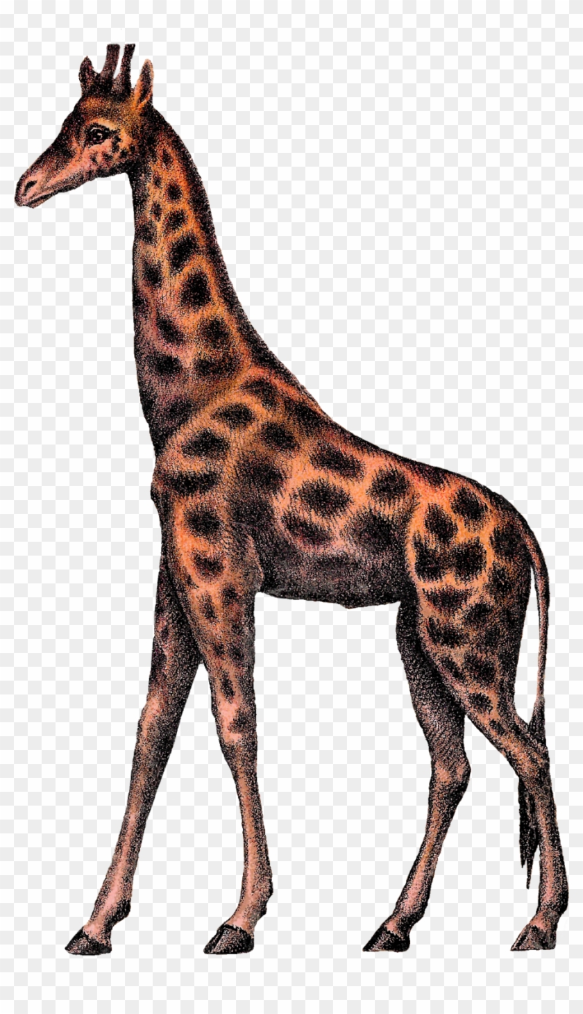 Digital Giraffe Clipart Image Vintage Animal Circus - Clip Art #58841