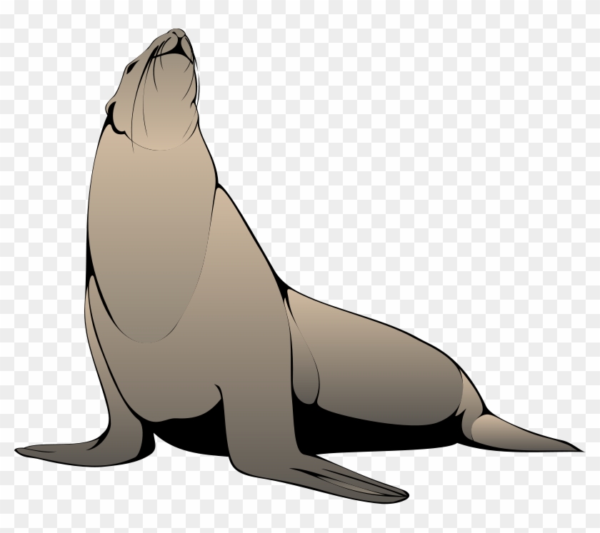 Seal Looking Up Clip Art - Sealion Clipart #59033