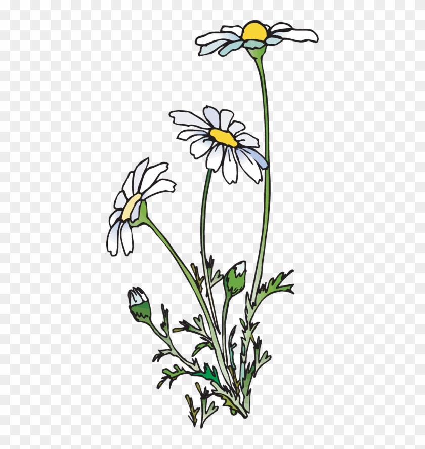 Clip Art Of A Group Of Daisies - Clip Art Of Daisies #59500