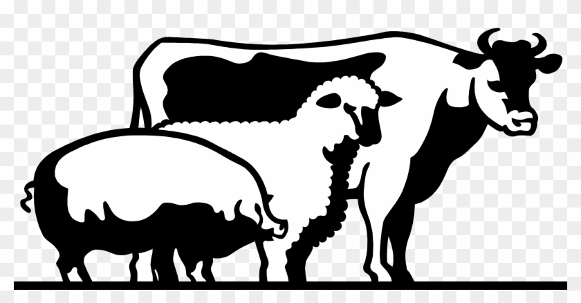 Cattle Domestic Pig Livestock Show Clip Art - Livestock #59511