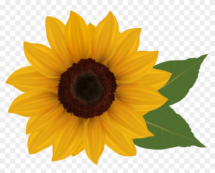 Free Clip Art Sunflowers Dromgai - Sunflowers On Transparent Background #59656