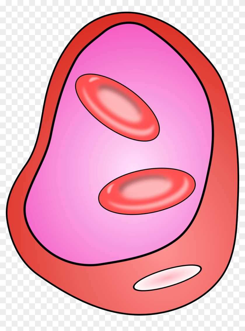 Free Blood Vessel With Erythrocites - Clipart Of A Cell #59915