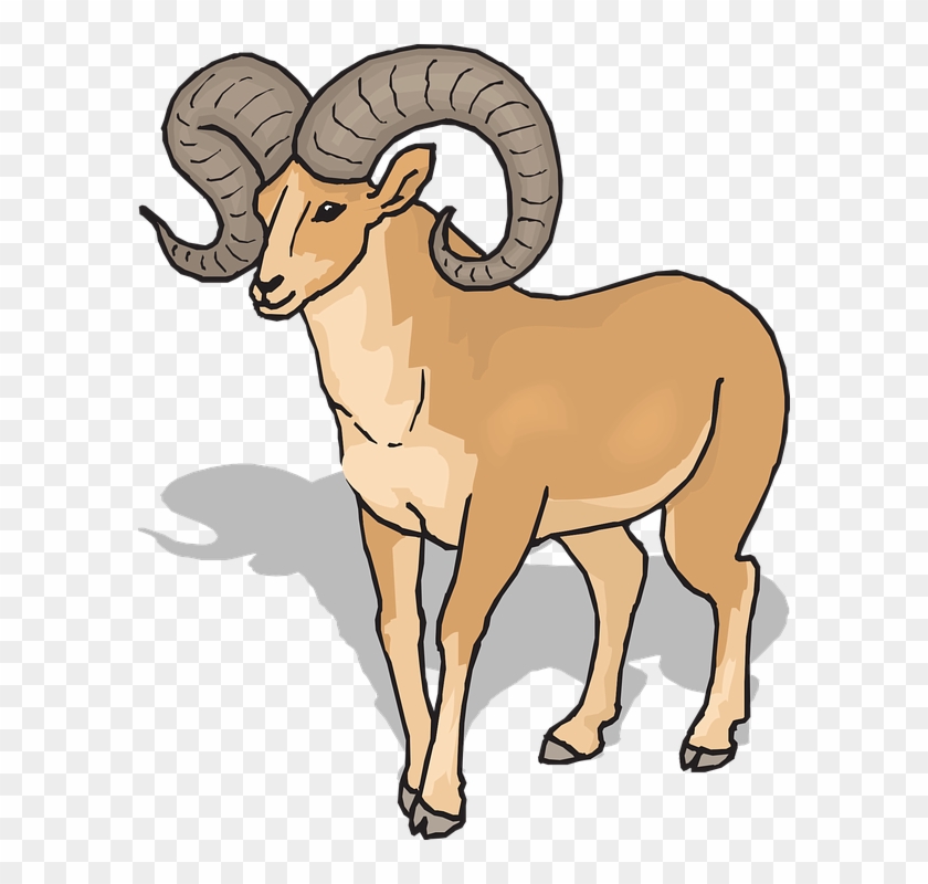 View Shadow Sheep Front Horns Animal Bighorn - Ram Clipart #60098