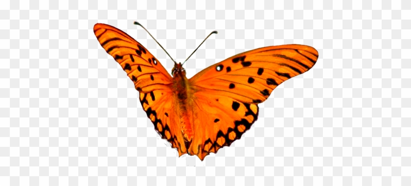 Flying Pink Bird Picture, Clip Art Orange Butterfly - Orange Butterfly Clipart Png #60184