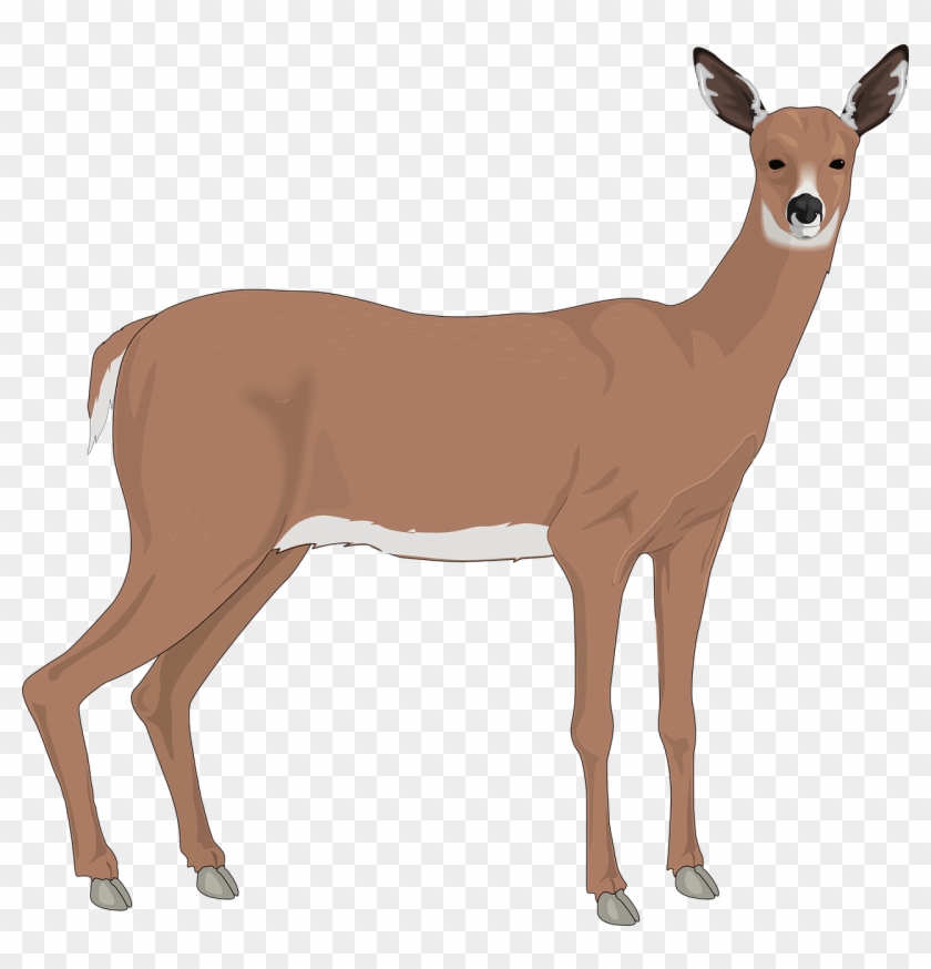 Doe Deer Clip Art #60211