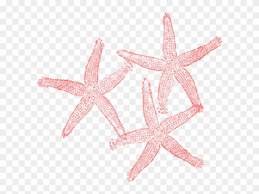 Coral - Coral Starfish Clipart #308347