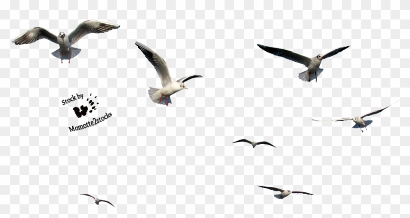 Flying Bird Gif Transparent - Birds Cut Out Png #308412