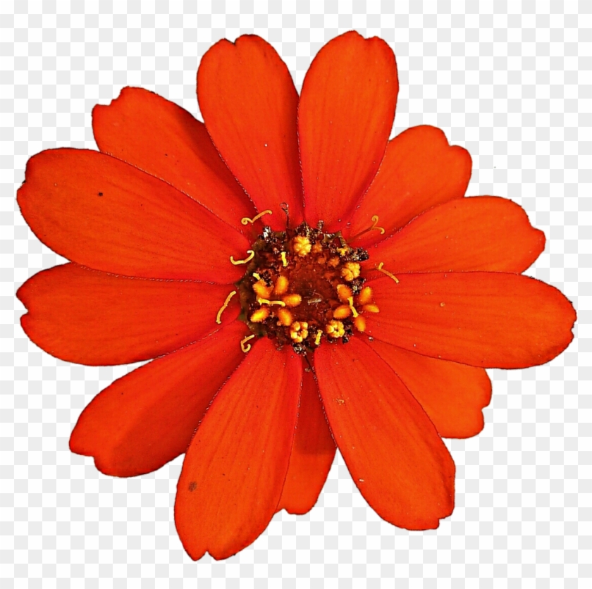 Zinnia Elegans Color Clip Art - Zinnia Elegans Color Clip Art - Free  Transparent PNG Clipart Images Download