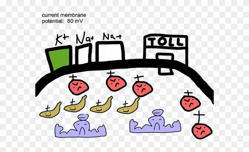 Now, Since The Inside Of The Membrane Contains A Positive - Now, Since The Inside Of The Membrane Contains A Positive #309127