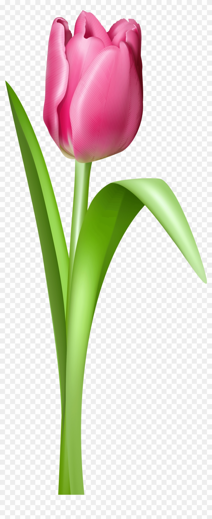 Tulip Transparent #309747