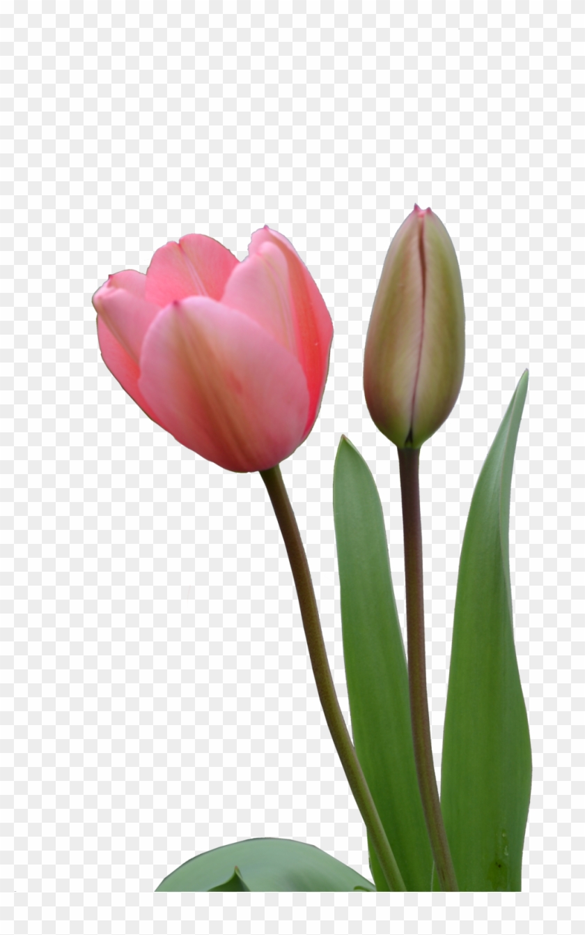 Pictures Of Specie Tulip Turkestanica Flower Bud Duo - 郁金香 素材 #309839