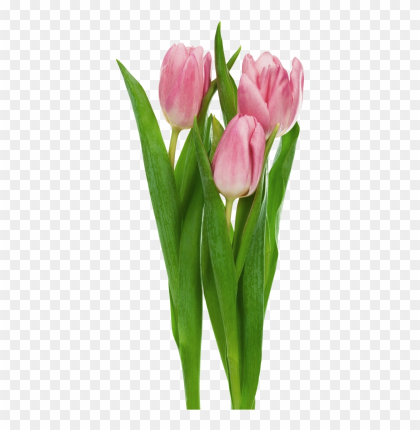 Pink Transparent Tulips Flowers Clipart - Tulip Flower Transparent Background #309843