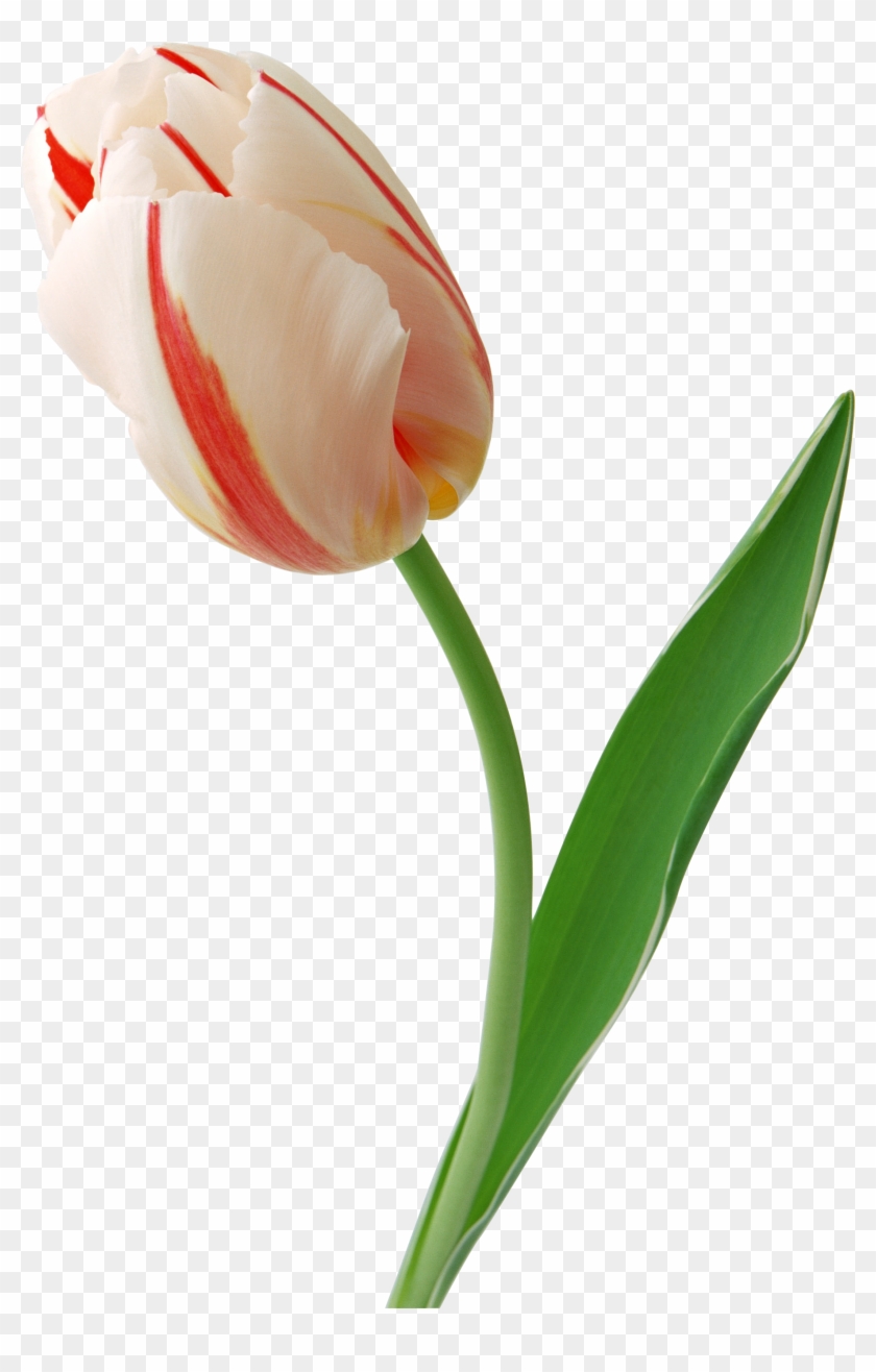 Tulip Face Png Image - You #309846