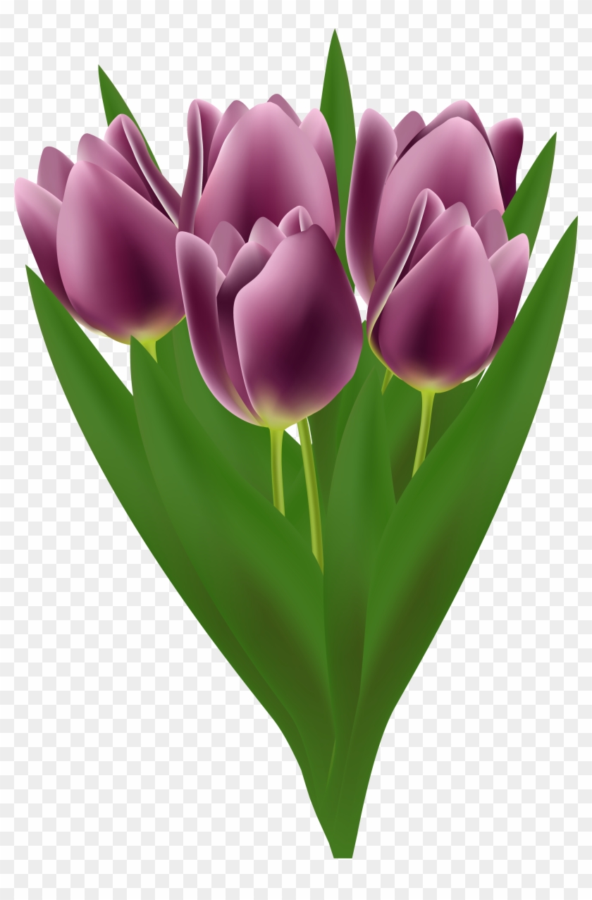 Tulips Bouquet Transparent - Sprenger's Tulip #310219