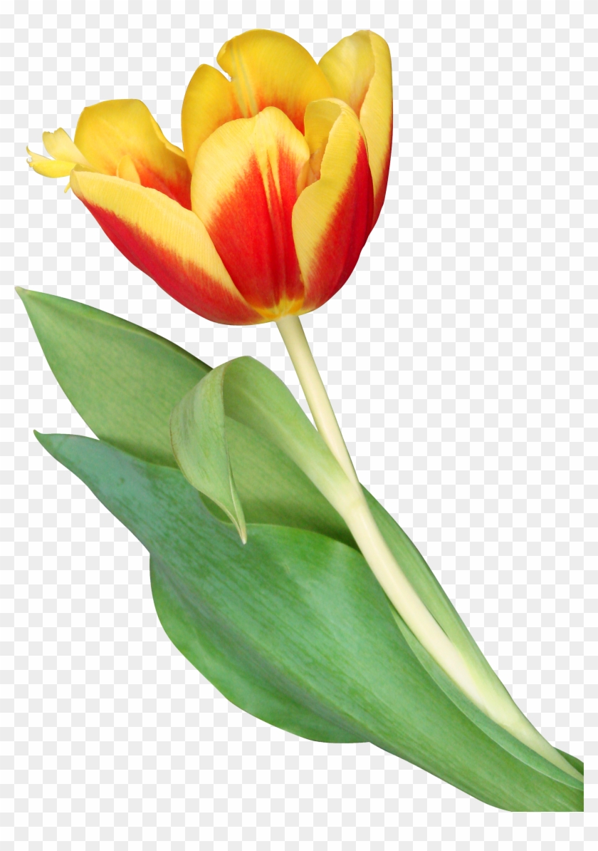 Tulip #310227