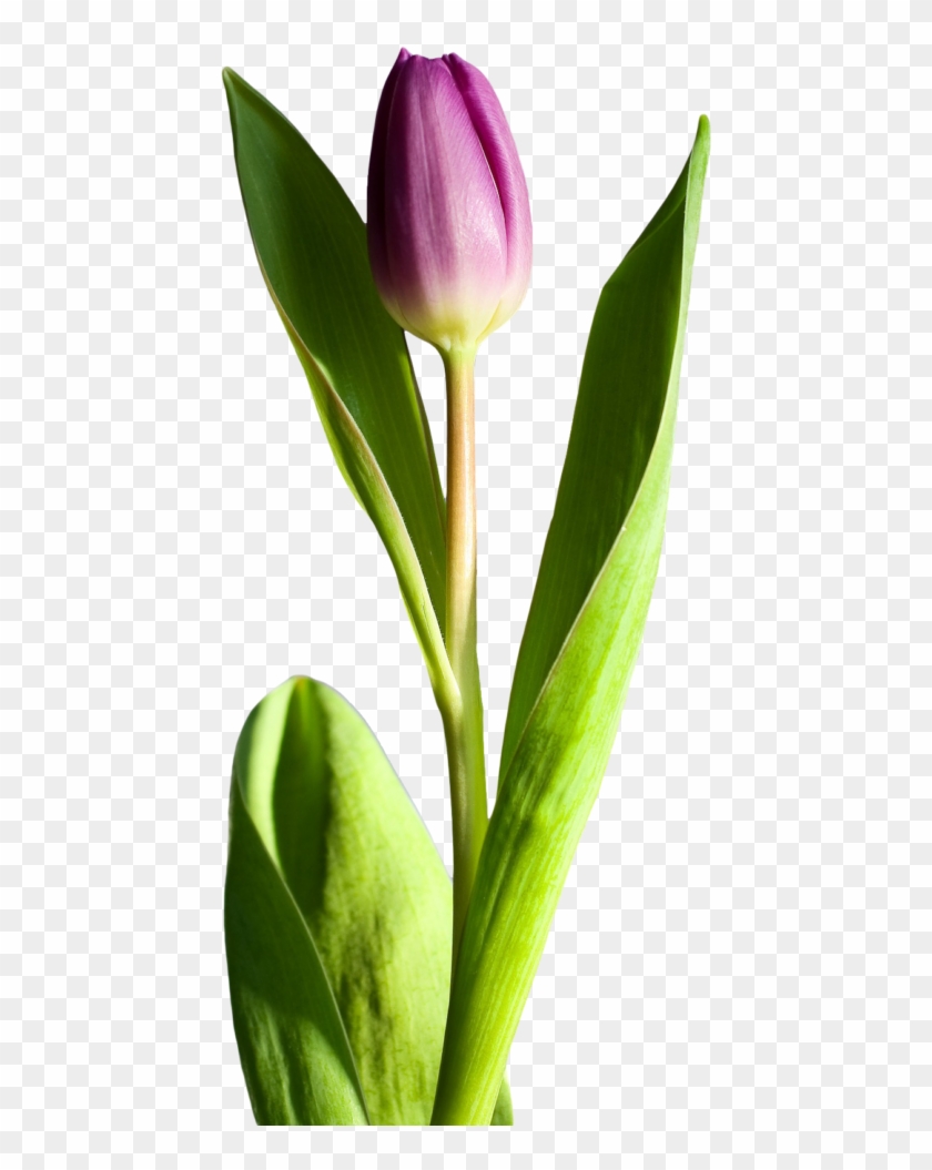 Free Tulip Flower Png Transparent Image - Tulip Flower Png #310237
