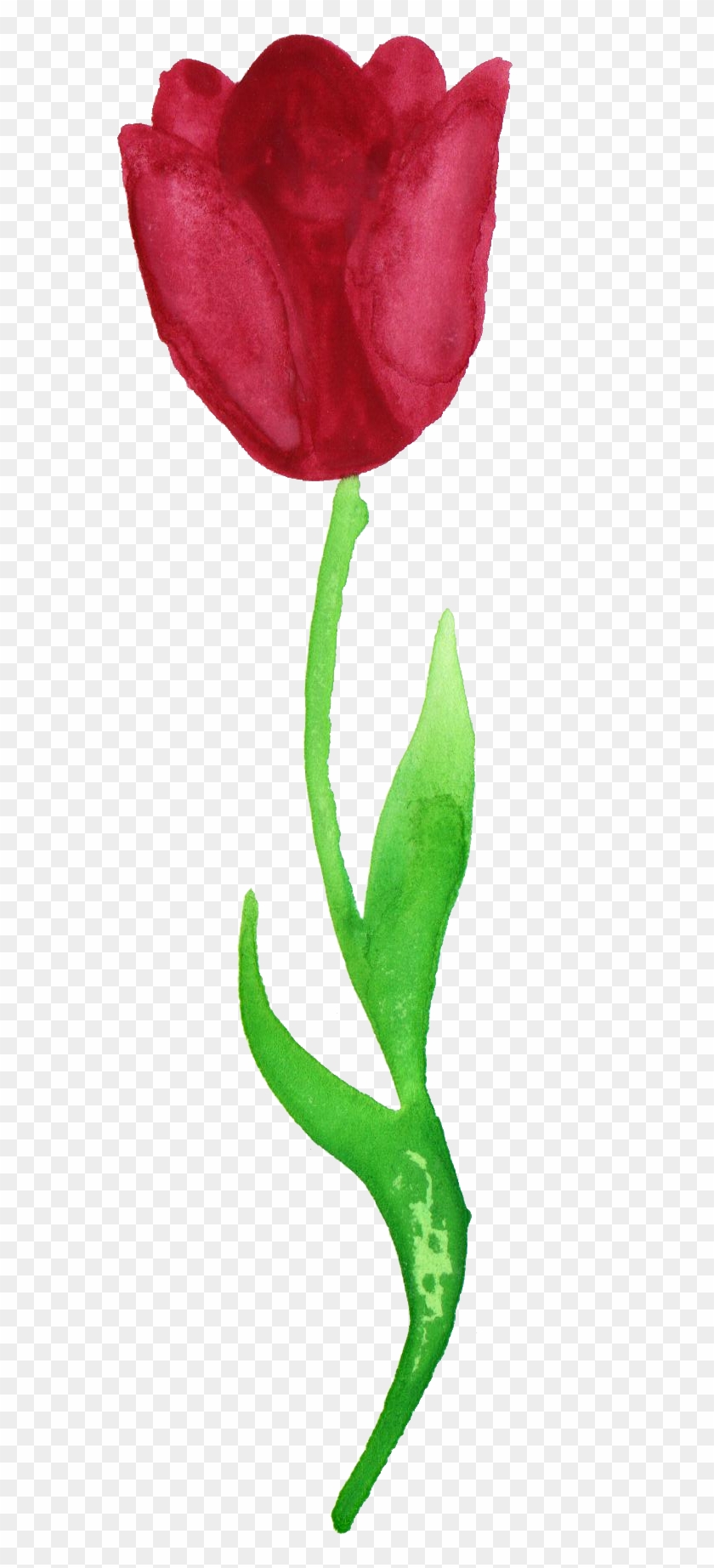 Free Download - Tulip Transparent #310241