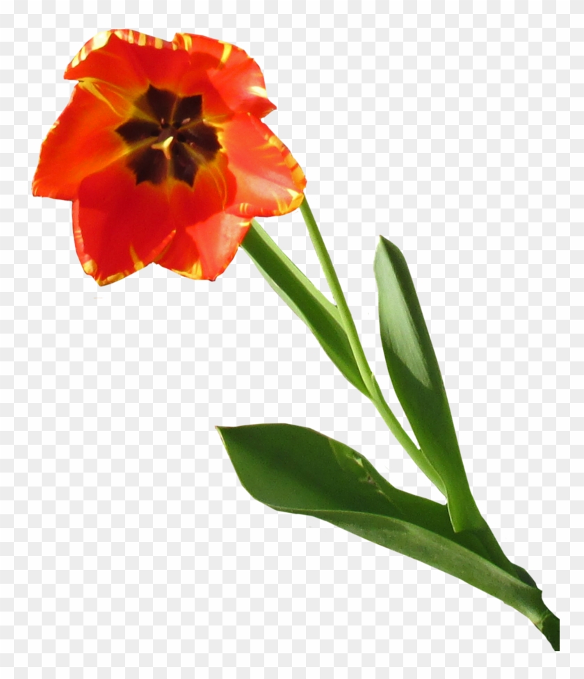 Tulip Clear-cut By Thestockwarehouse - Tulip #310247