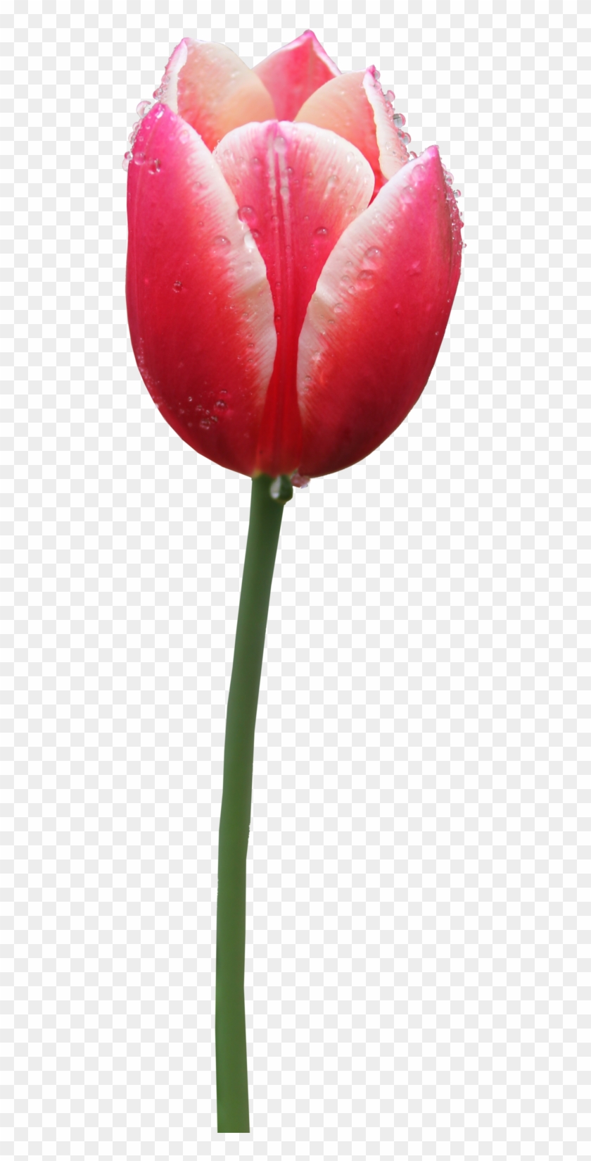 Tulip Png 02 By Thy Darkest Hour - Tulip Png #310250
