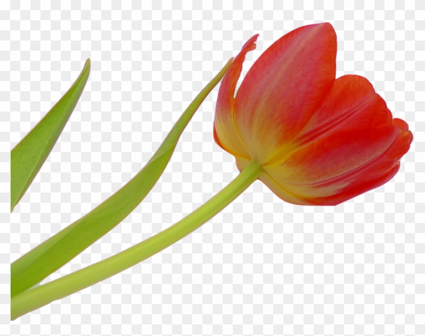 Tulip, Blossom, Bloom, Flower, Spring, Plant, Nature - Flower #310282