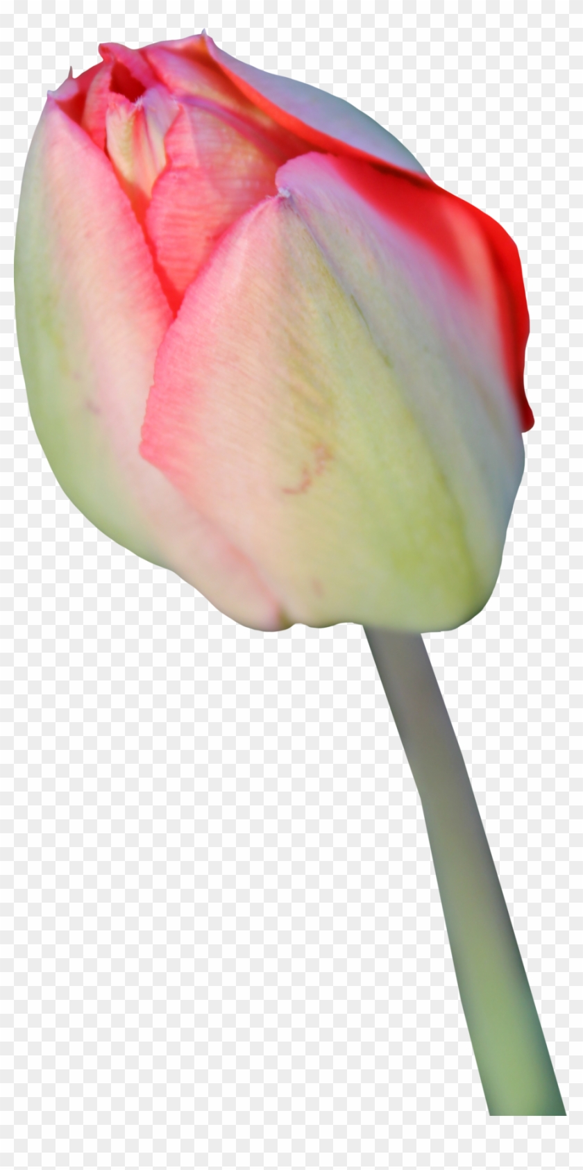 Tulip Transparent Background - Tulip Transparent Background #310294