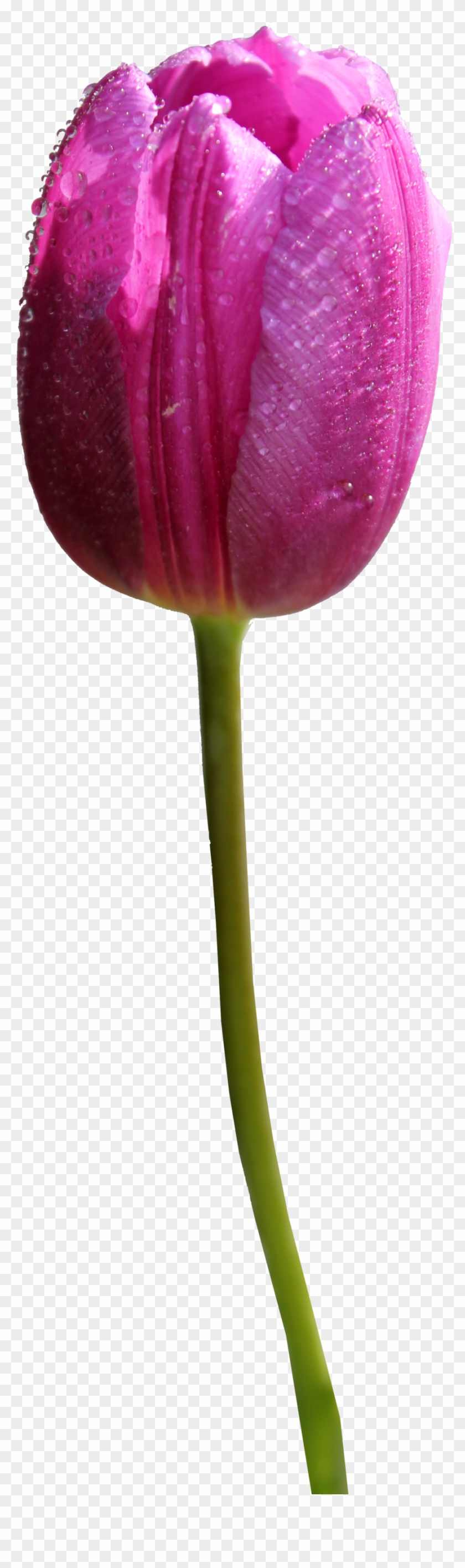 Tulip Png Hd - Tulip Flower Transparent #310305