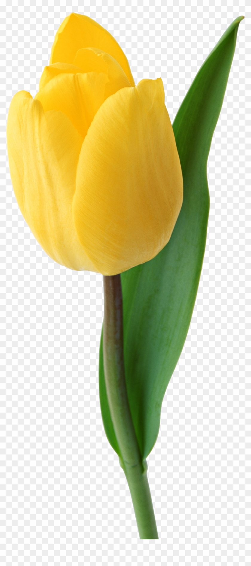 Yellow Tulip Png #310352