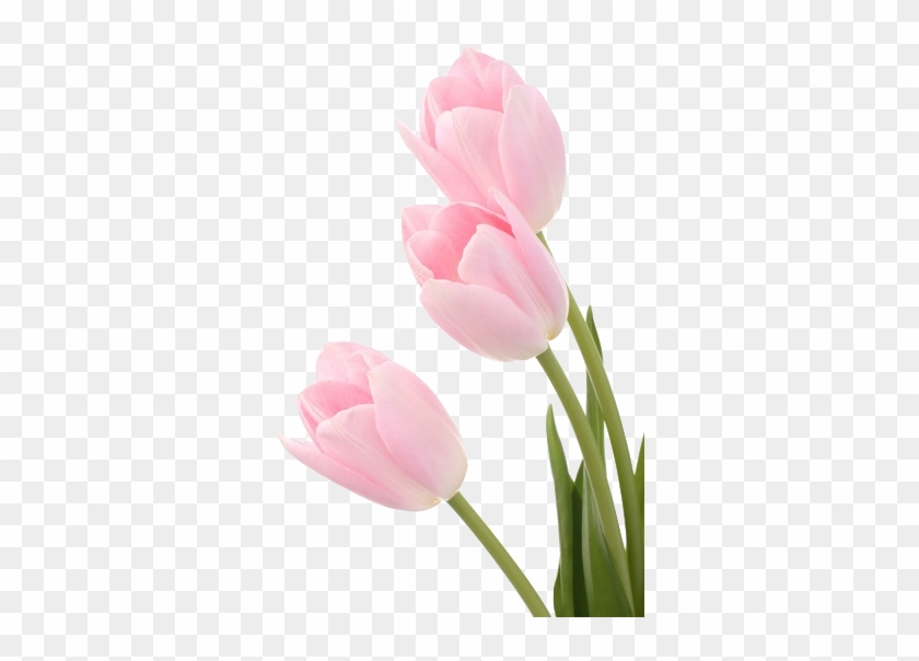 Transparent Tulips - Pink Tulip On White #310353