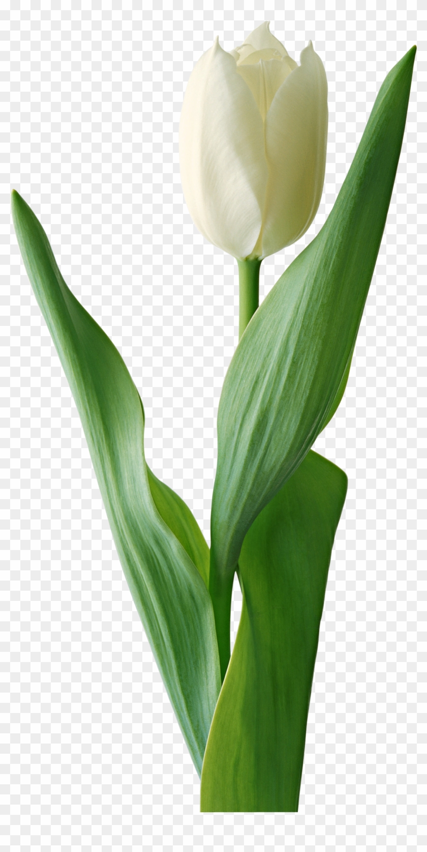 Download - White Tulip Flower Png #310358
