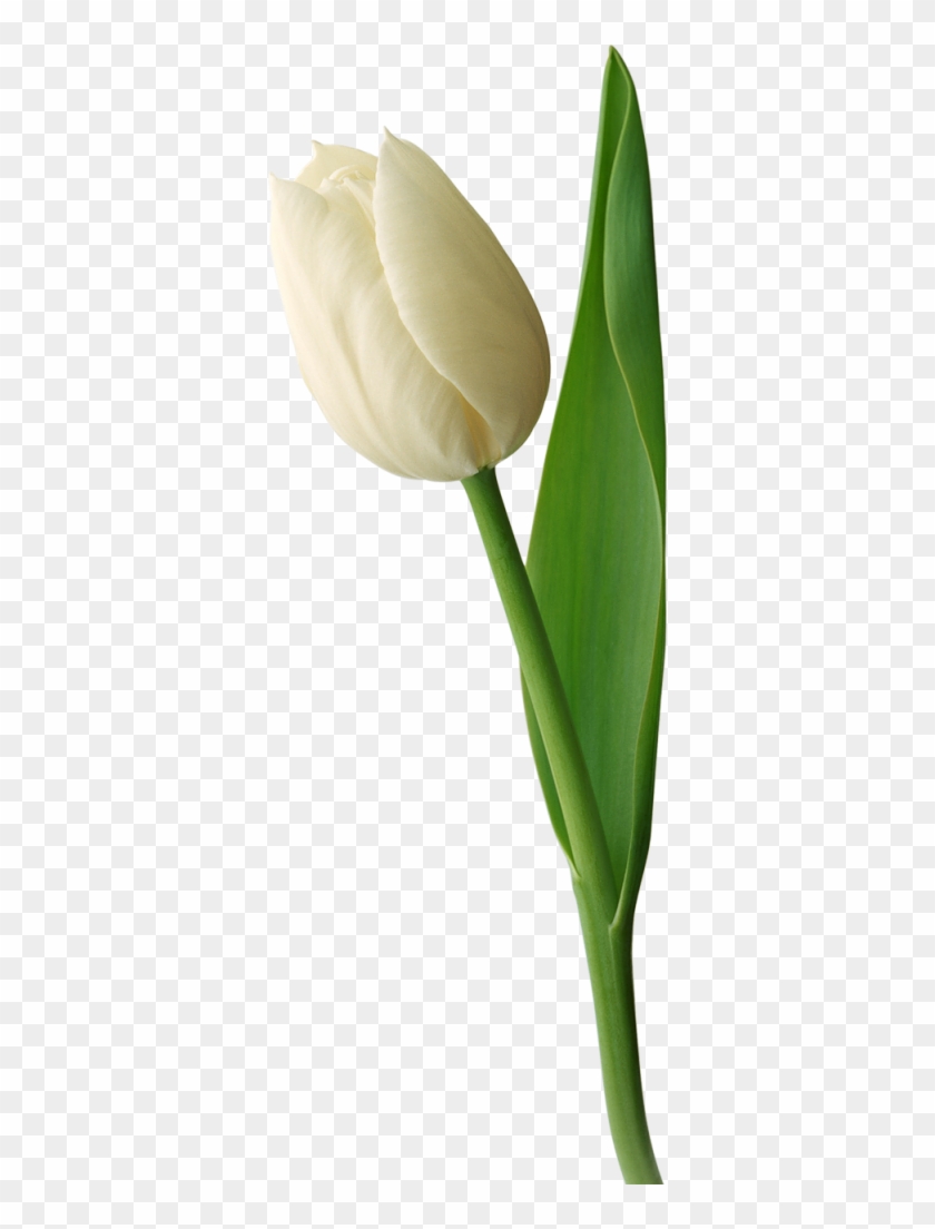 White Tulip Png Image - White Tulip Flower Png #310360