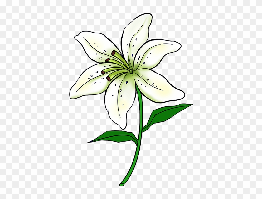 Easy Drawings - Lily Flower Drawing Easy #310388