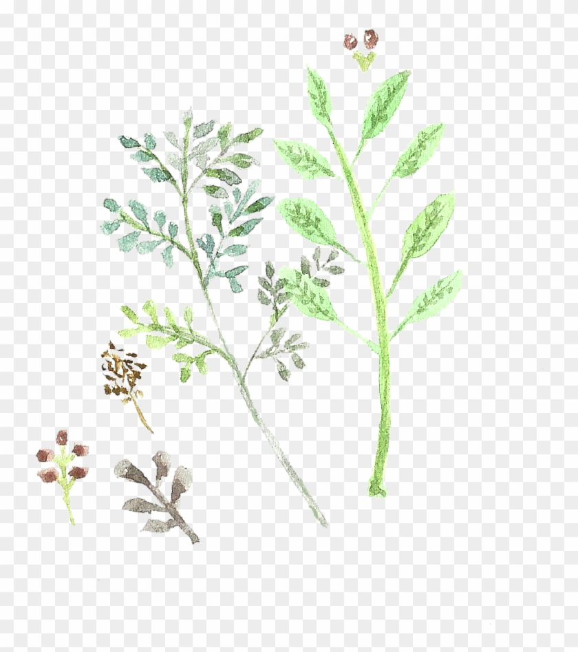 Plant Doodle Sisshart Watercolour Doodles Feather Doodle - Transparent Flower Doodle #310402