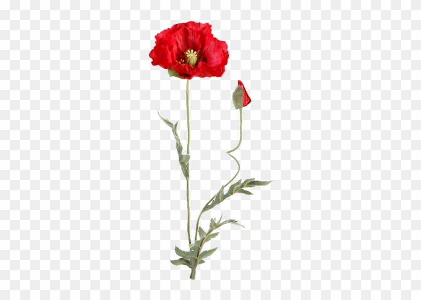 Hotdog Hu, Poppies, Blossoms, Doodles, Flowers, Doodle, - Papaver Tekening Png #310406