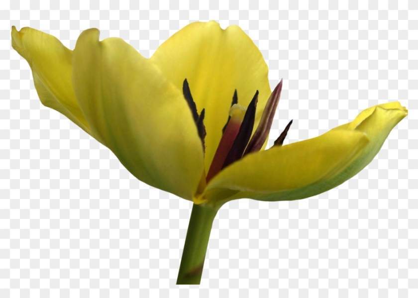 Tulip Png 12 By Thy Darkest Hour - Tulip #310413