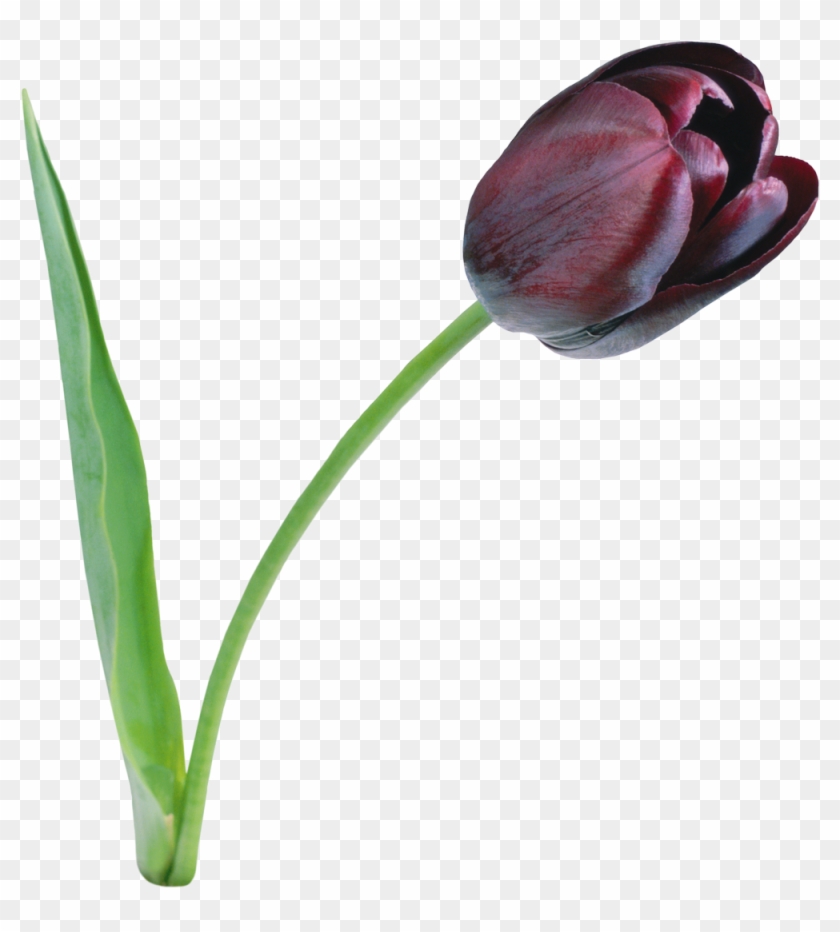 Download Amazing High-quality Latest Png Images Transparent - Black Tulip Png #310435