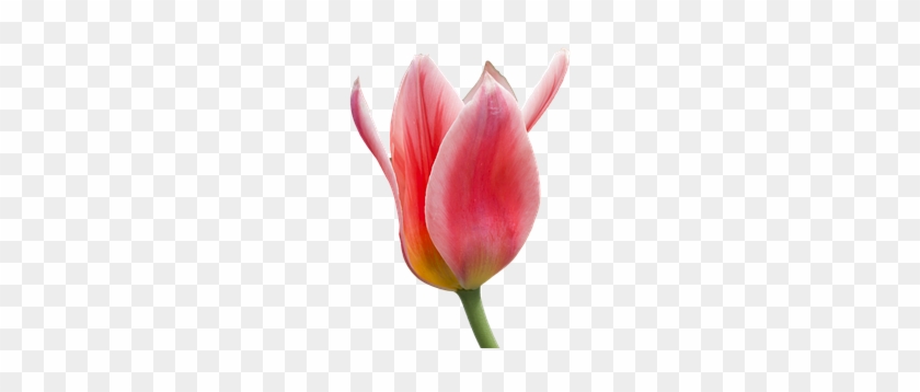 Blossom Bloom Flower Tulip Red White Isola - Sprenger's Tulip #310438