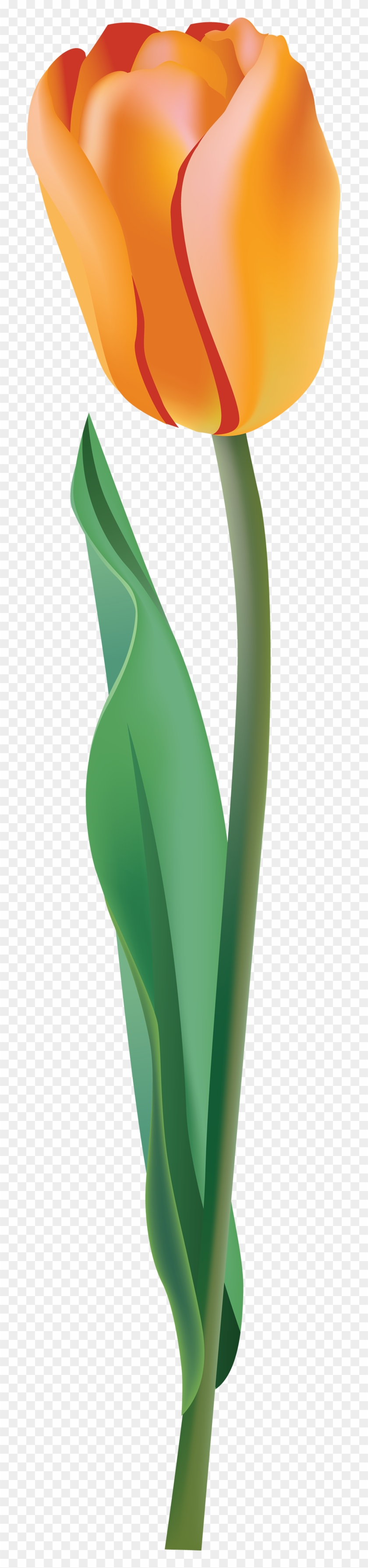 Yellow Tulip Png #310443