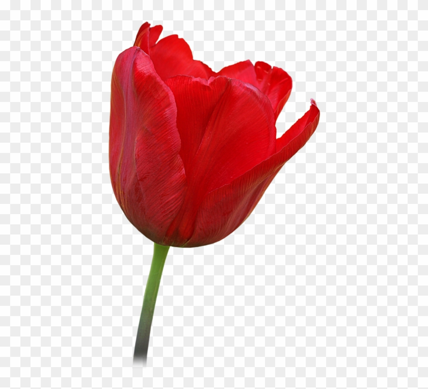 Click And Drag To Re-position The Image, If Desired - Open Tulip Flower #310448