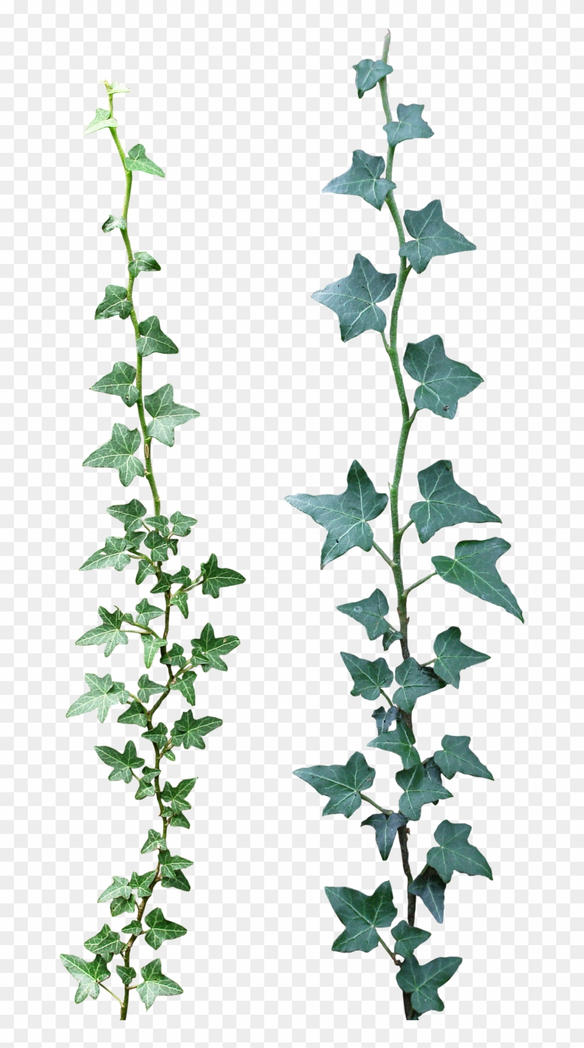 Ivy 03 Png By Gd08 - Enredadera Photoshop #310451