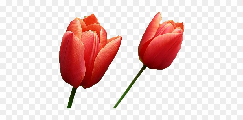 Tulip Png Image - Red Tulip Transparent Background #310464