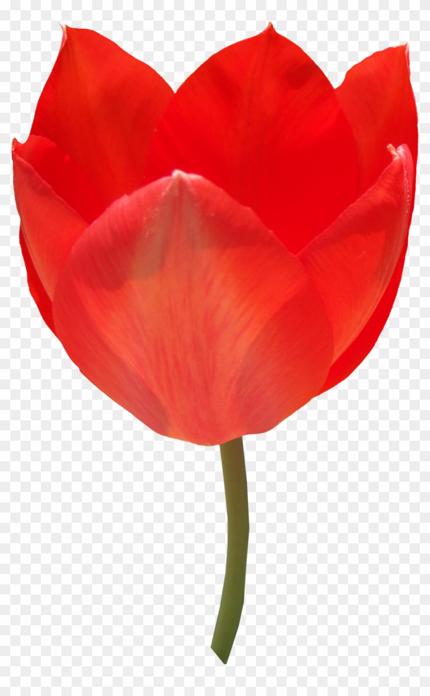 Sprenger's Tulip #310467