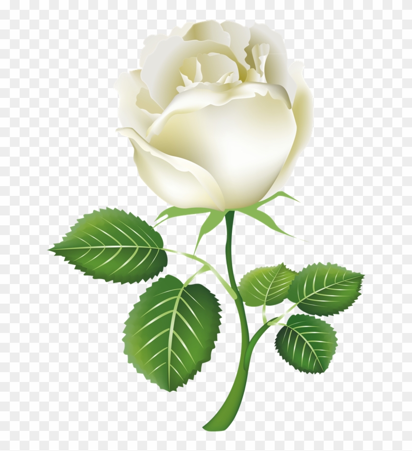 White Flower Clipart Transparent Background - White Rose Png #310741