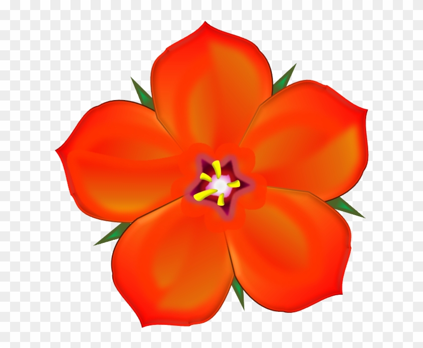 Scarlet Pimpernel - - Scarlet Pimpernel #310857