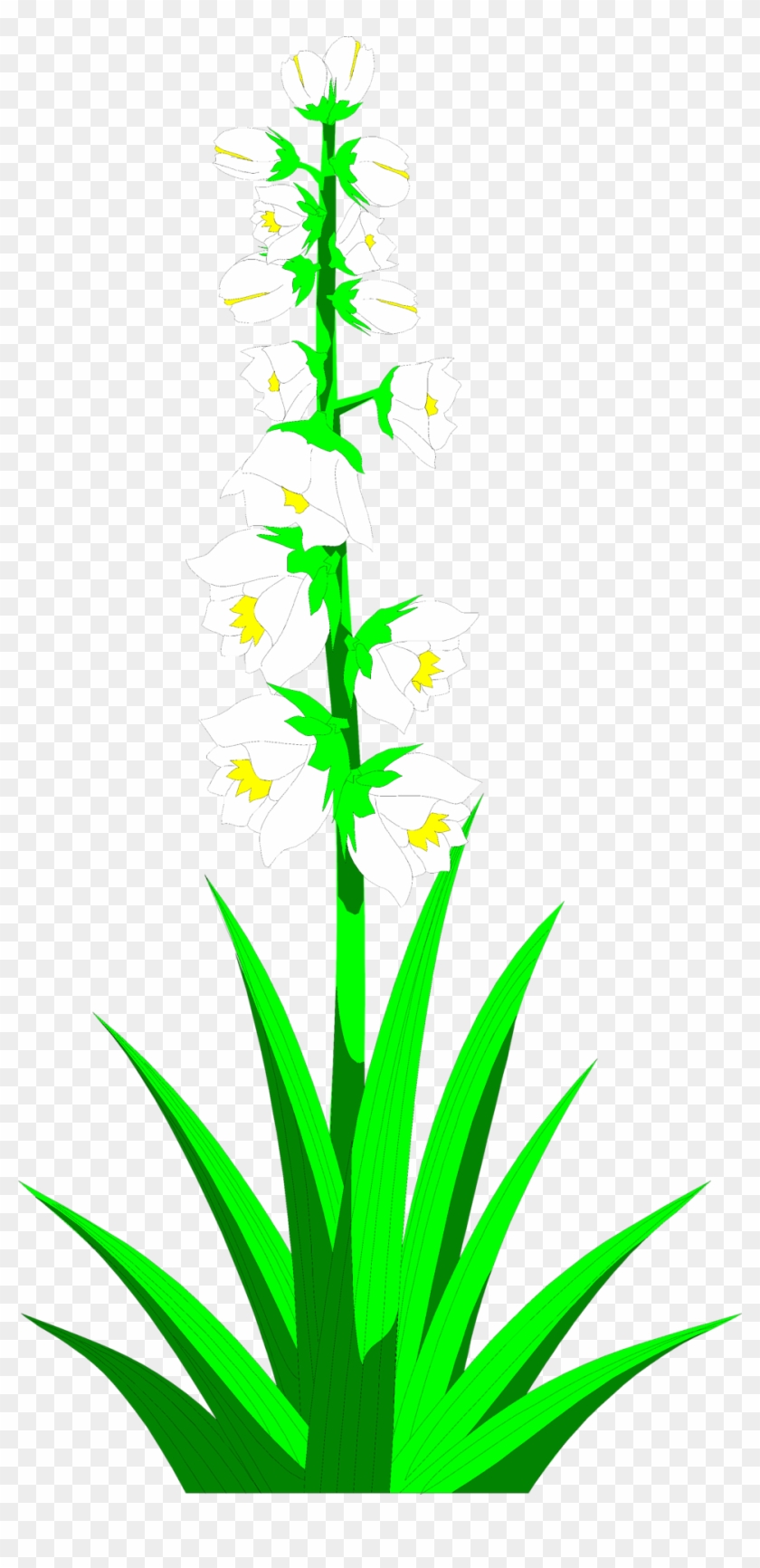 Yucca Plant Clipart Clipground Yucca Plant Clip Art Free Transparent Png Clipart Images Download