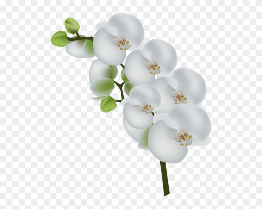 Orquídeas Blancas, Imágenes De Arte, Clipart - White Orchid Flower Clipart #311098